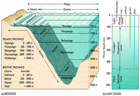 Detail Gambar Kedalaman Laut Nomer 10