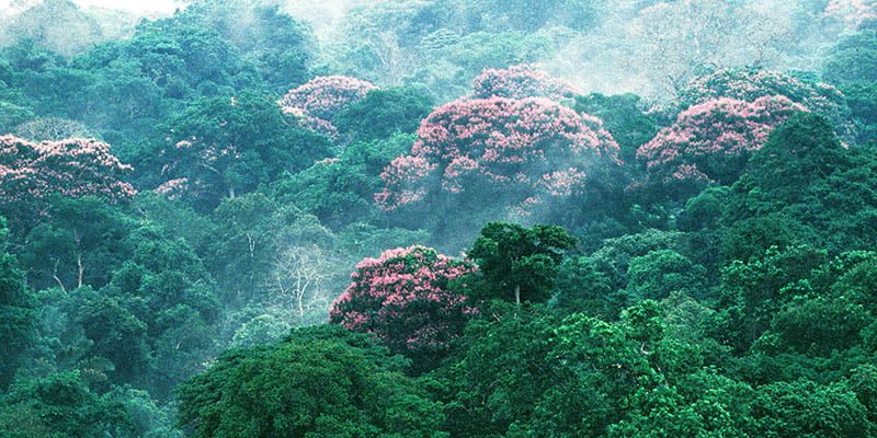 Detail Gambar Kegiatan Di Bidang Kehutanan Nomer 30