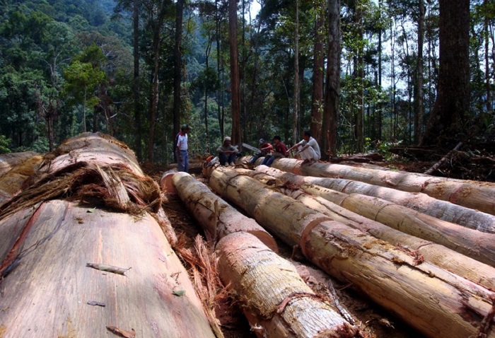 Detail Gambar Kegiatan Di Bidang Kehutanan Nomer 7