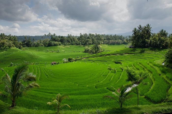 Detail Gambar Kegiatan Ekonomi Di Pegunangan Nomer 40