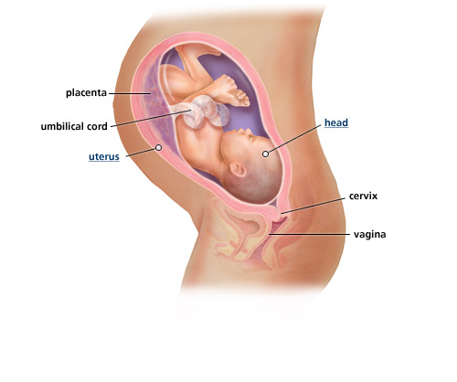 Detail Gambar Kehamilan 1 9 Bulan Nomer 12