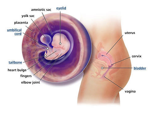 Detail Gambar Kehamilan 1 9 Bulan Nomer 6