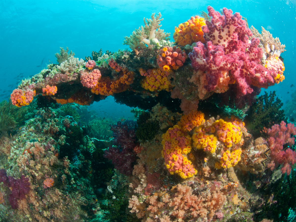 Detail Gambar Keindahan Dalam Laut Nomer 36