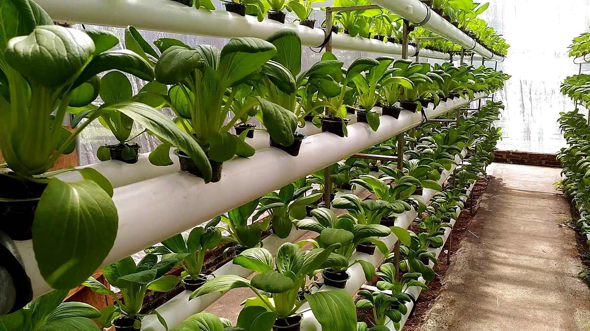 Detail Gambar Kekurangan Greenhouse Nomer 29