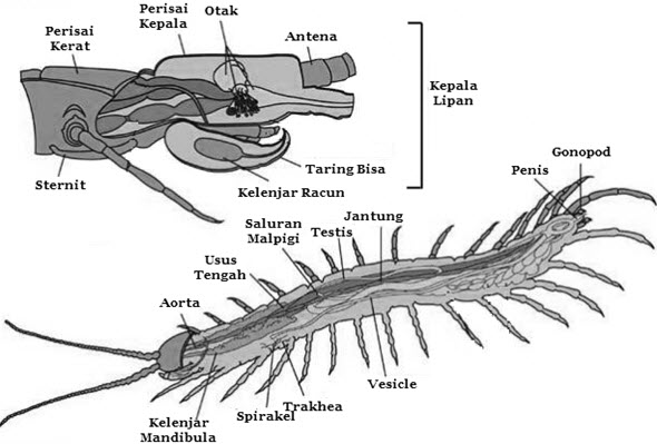 Detail Gambar Kelabang Dan Udang Nomer 34