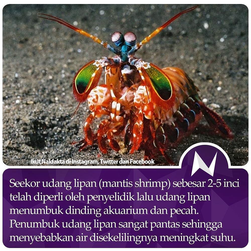 Detail Gambar Kelabang Dan Udang Nomer 38