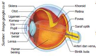 Detail Gambar Kelainan Pada Mata Nomer 44