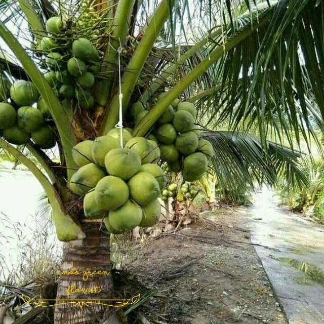 Detail Gambar Kelapa Hijau Nomer 12