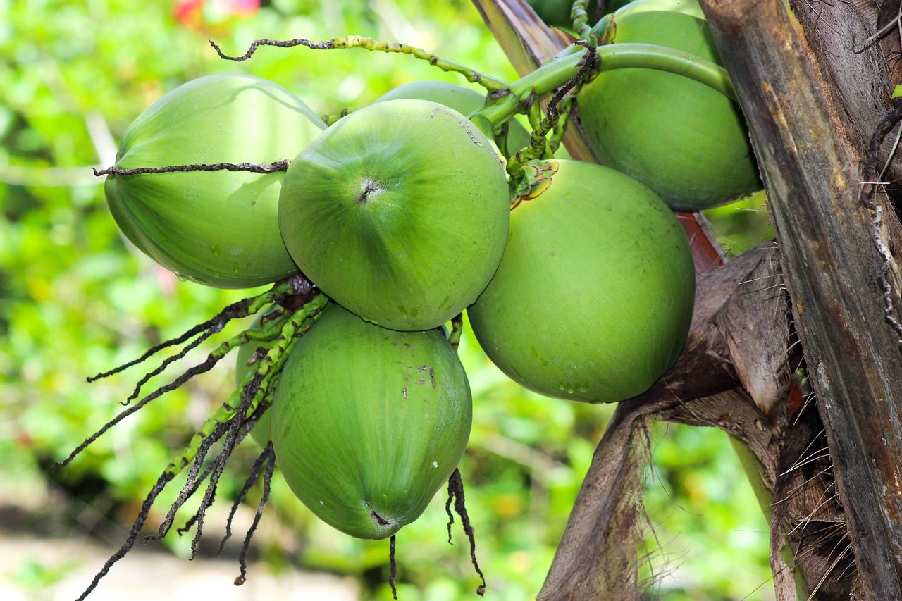 Detail Gambar Kelapa Hijau Nomer 3