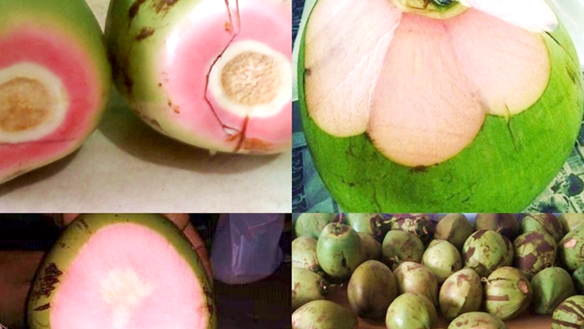 Detail Gambar Kelapa Hijau Nomer 27