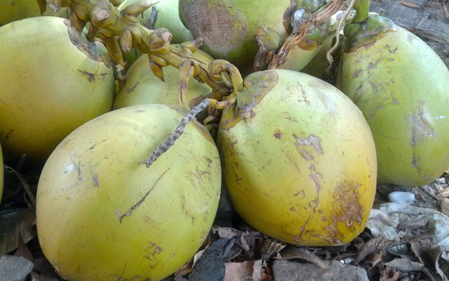 Download Gambar Kelapa Hijau Nomer 28