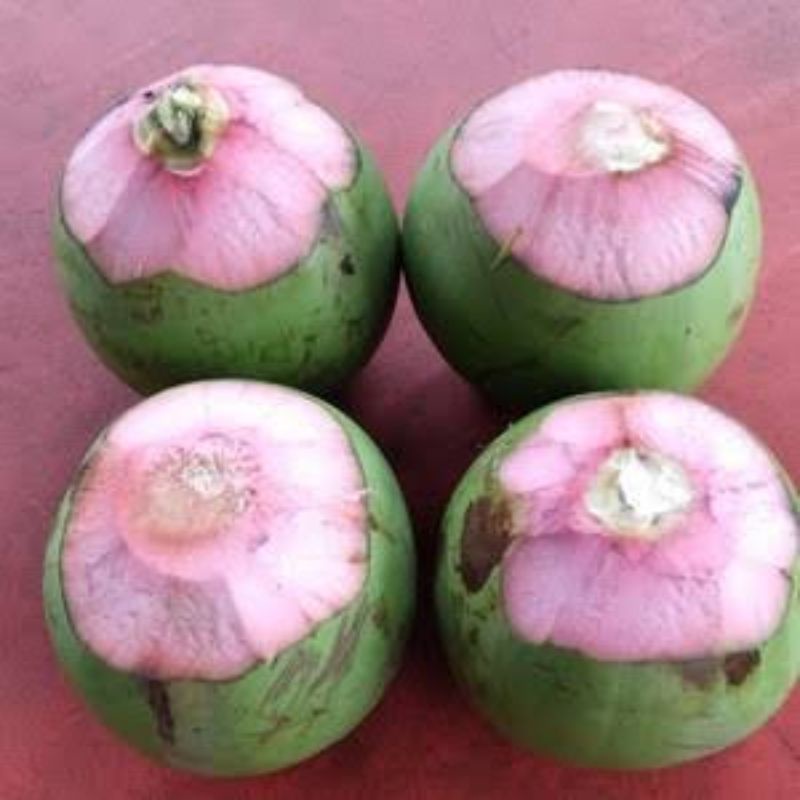 Detail Gambar Kelapa Hijau Nomer 32