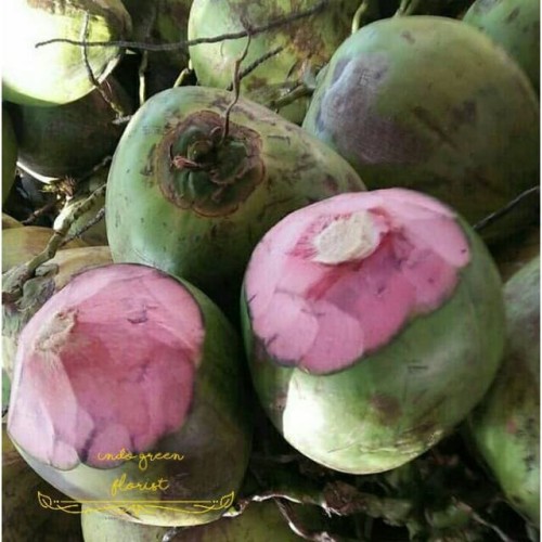 Detail Gambar Kelapa Hijau Nomer 5