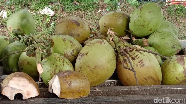 Detail Gambar Kelapa Hijau Nomer 38