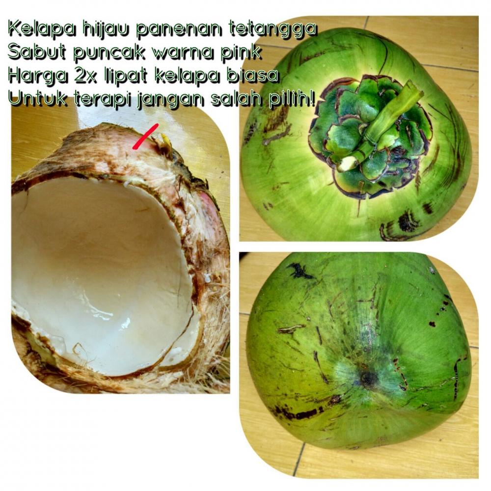 Detail Gambar Kelapa Hijau Nomer 40