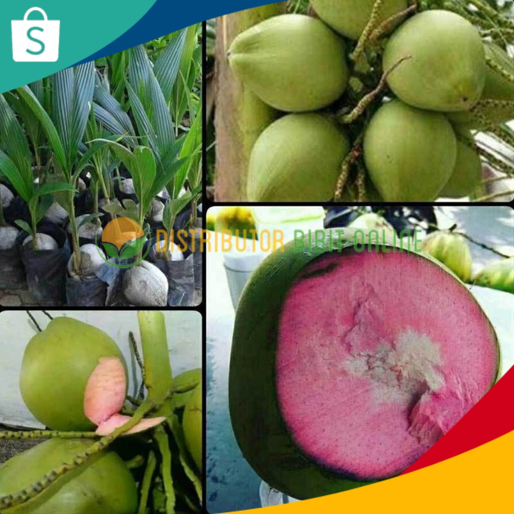 Detail Gambar Kelapa Hijau Nomer 43