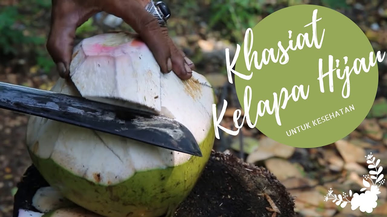 Detail Gambar Kelapa Hijau Nomer 46