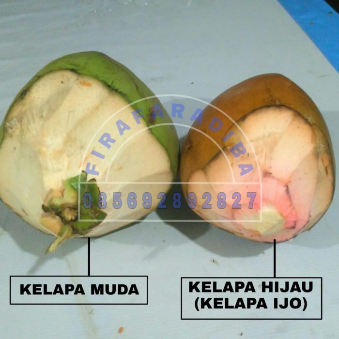 Detail Gambar Kelapa Hijau Nomer 52