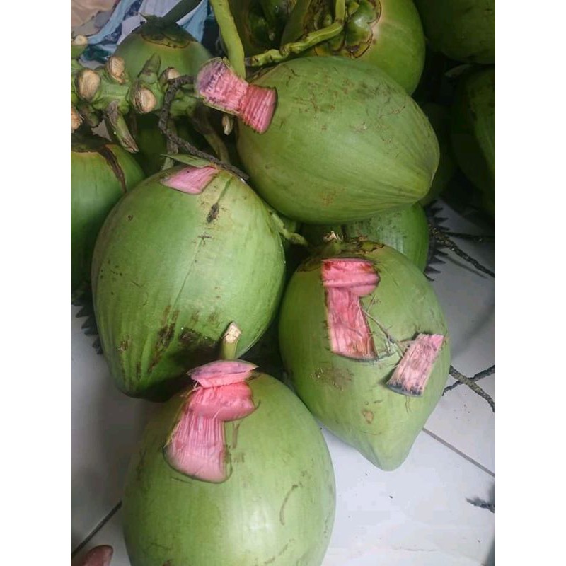 Detail Gambar Kelapa Hijau Asli Nomer 12