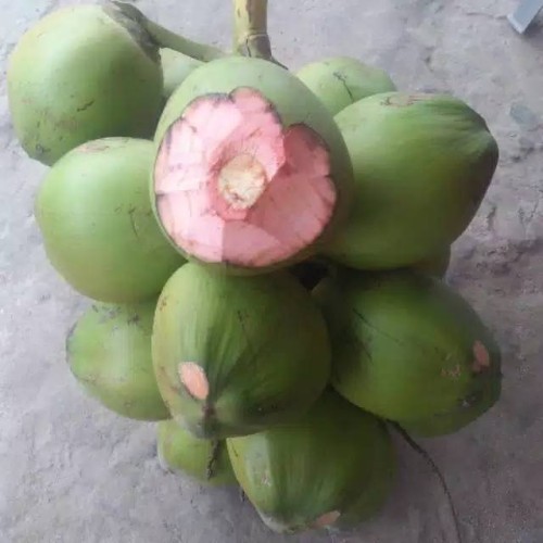 Detail Gambar Kelapa Hijau Asli Nomer 15