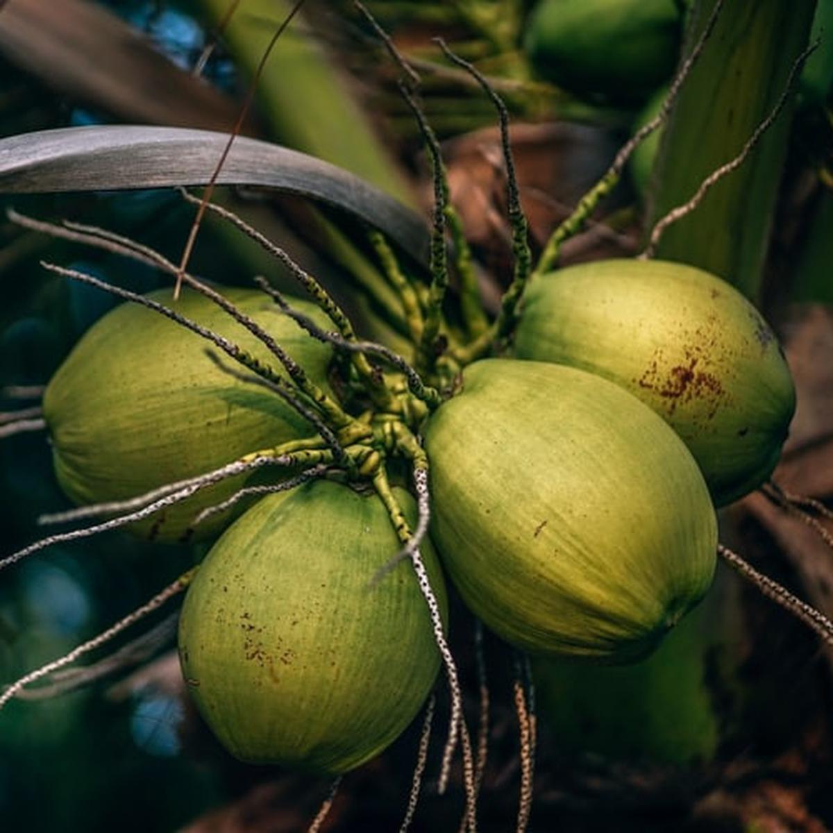 Detail Gambar Kelapa Hijau Asli Nomer 27