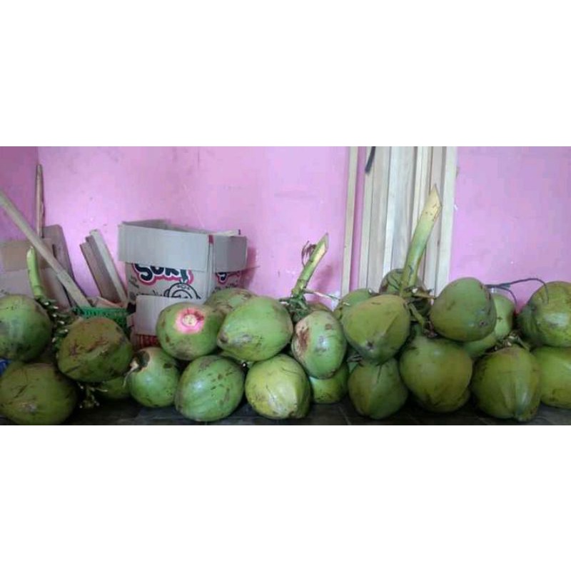 Detail Gambar Kelapa Hijau Asli Nomer 37