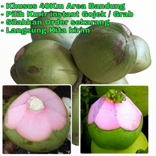 Detail Gambar Kelapa Hijau Asli Nomer 46