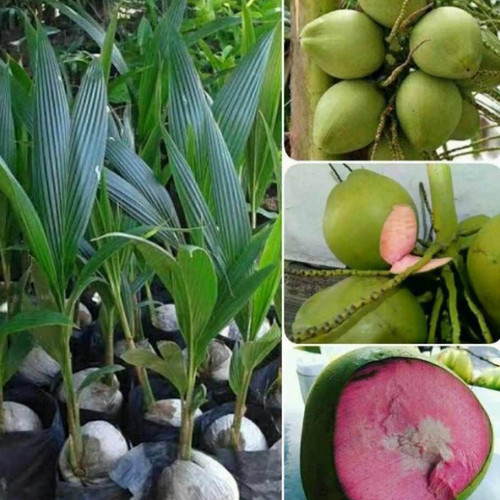 Detail Gambar Kelapa Hijau Asli Nomer 47