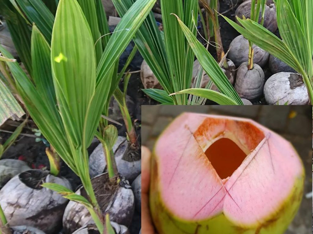 Detail Gambar Kelapa Hijau Asli Nomer 9