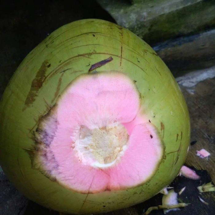 Detail Gambar Kelapa Ijo Asli Nomer 16