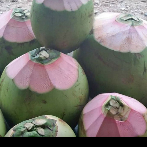 Detail Gambar Kelapa Ijo Asli Nomer 21