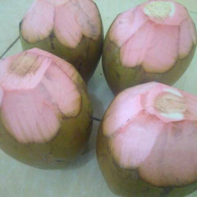 Detail Gambar Kelapa Ijo Asli Nomer 4