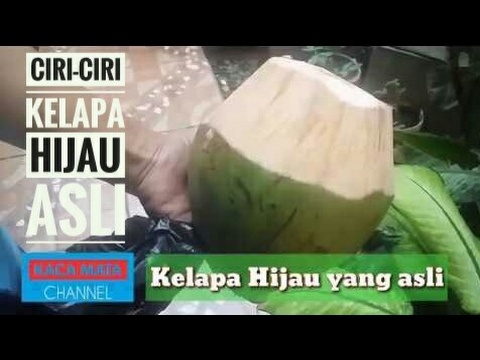 Detail Gambar Kelapa Ijo Asli Nomer 42