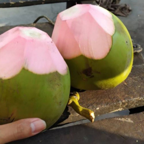 Detail Gambar Kelapa Ijo Asli Nomer 8