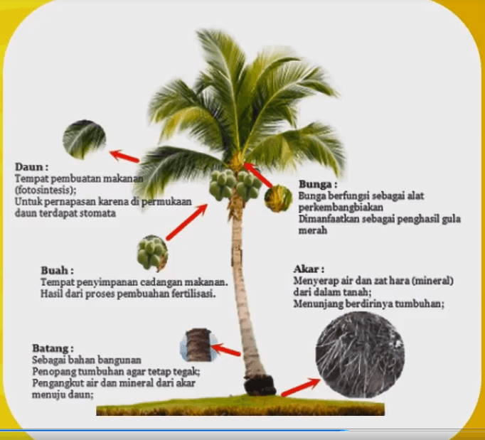 Detail Gambar Kelapa Pramuka Nomer 43