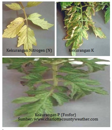Gambar Kelebihan Fosfor Pada Tanaman - KibrisPDR