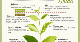 Detail Gambar Kelebihan Fosfor Pada Tanaman Nomer 31