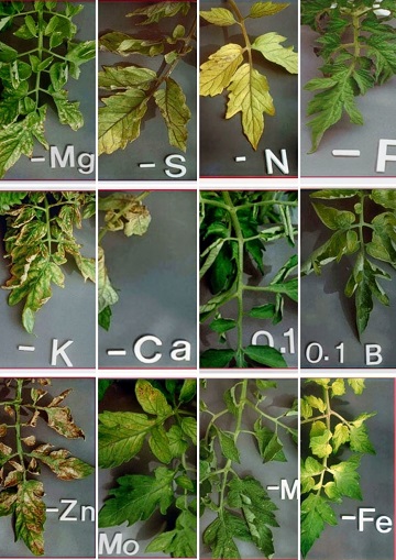 Detail Gambar Kelebihan Fosfor Pada Tanaman Nomer 42