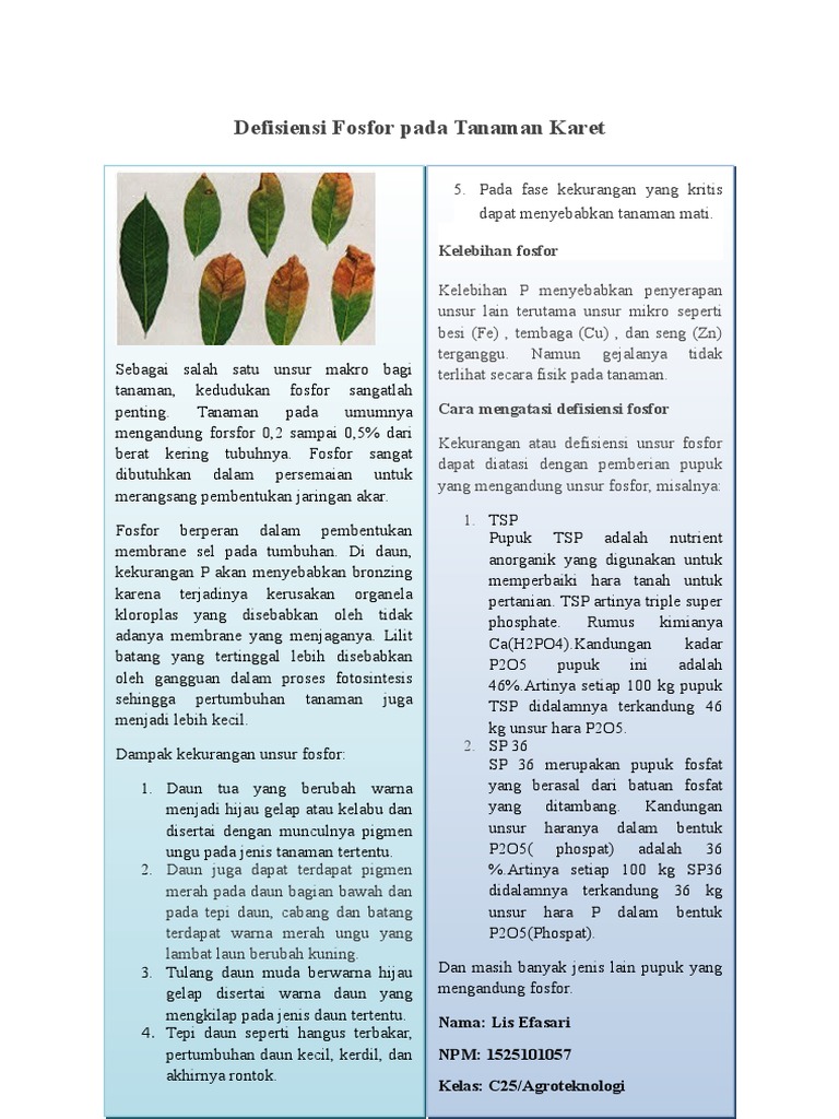 Detail Gambar Kelebihan Fosfor Pada Tanaman Nomer 43