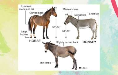 Detail Gambar Keledai Dan Kuda Nomer 18
