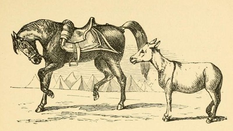 Detail Gambar Keledai Dan Kuda Nomer 31