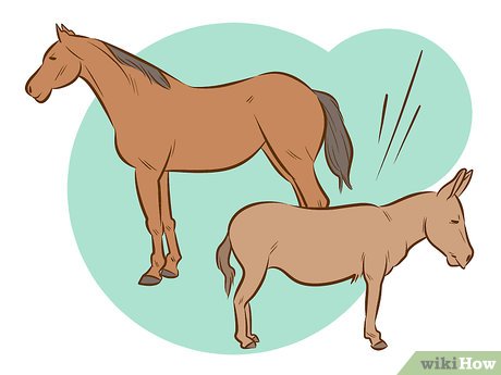 Detail Gambar Keledai Dan Kuda Nomer 5