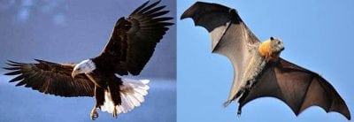 Detail Gambar Kelelawar Dan Burung Beo Nomer 2