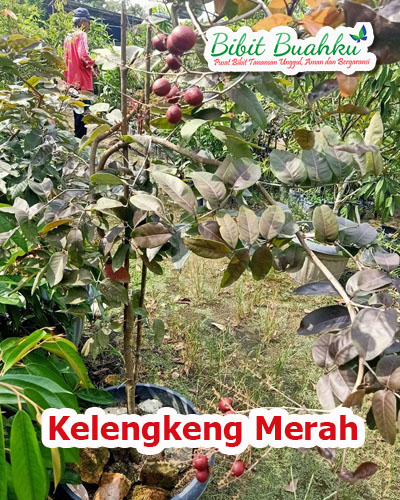 Detail Gambar Kelengkeng Merah Nomer 49