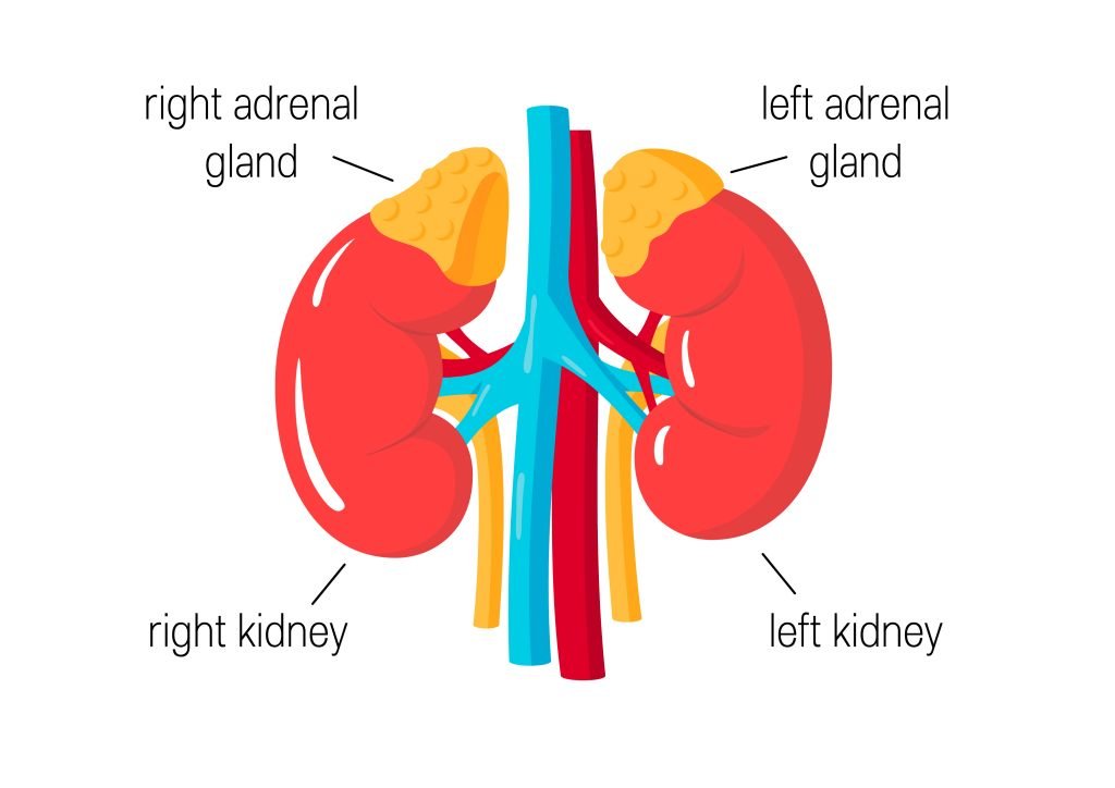 Gambar Kelenjar Adrenal - KibrisPDR