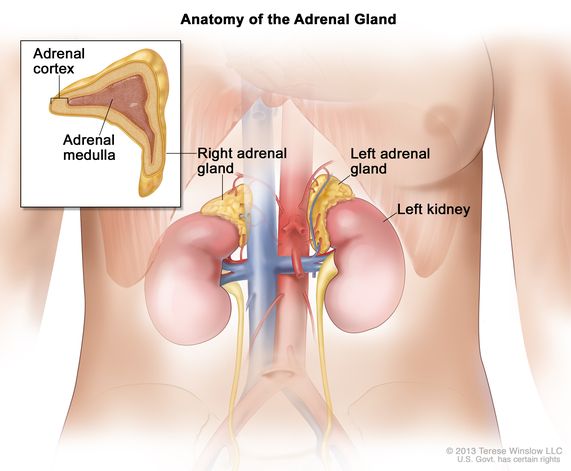 Detail Gambar Kelenjar Adrenal Nomer 13