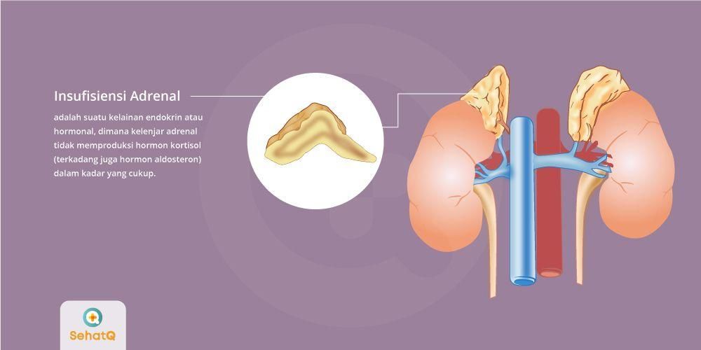 Detail Gambar Kelenjar Adrenal Nomer 14