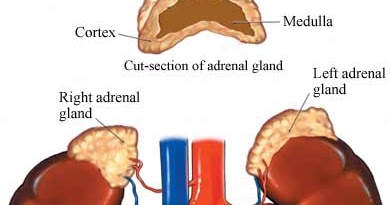 Detail Gambar Kelenjar Adrenal Nomer 15