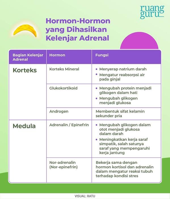 Detail Gambar Kelenjar Adrenal Nomer 18