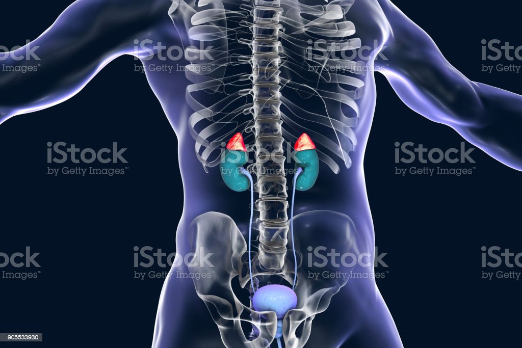 Detail Gambar Kelenjar Adrenal Nomer 25